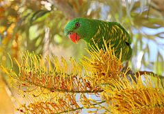 Scaly-breasted Lorikeet